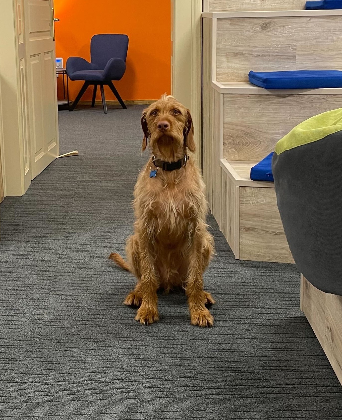 A Brown Dog With A Black Collar Sitting On The Floor In Front Of A Staircase.