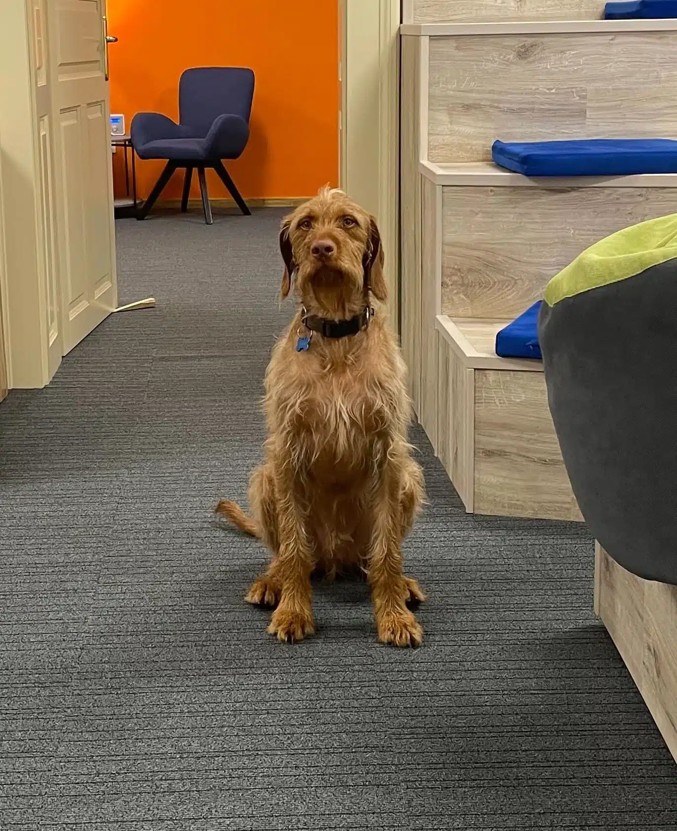 A Brown Dog With A Black Collar Sitting On The Floor In Front Of A Staircase.